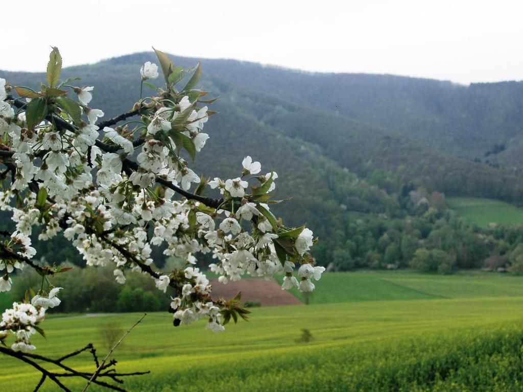 Landhaus Am Westerwald Martinfeld Εξωτερικό φωτογραφία